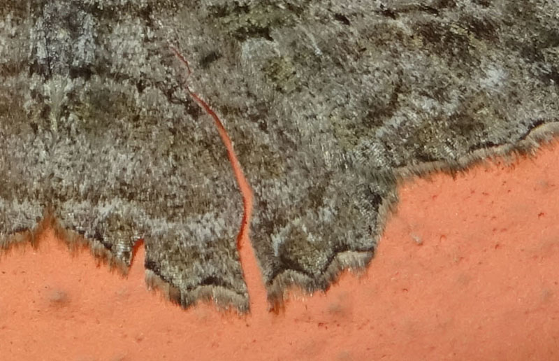 strano strappo/ferita.....Peribatodes rhomboidaria